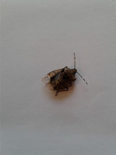 Rhaphigaster nebulosa